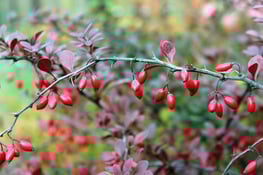 Barberry