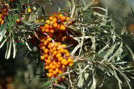 SeaBuckthorn