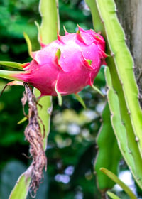 The Cactus Fruit